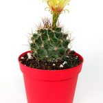 Thelocactus Ideas - Yellow Flower Cactus - Hamato - 8.5 cm in Red Pot