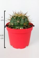 Melokaktus Matanzanus Fes Kaktüsü Türk Kavuğu Kaktüsü Büyük Boy 8.5 cm Kırmızı Saksıda  - Görsel 4