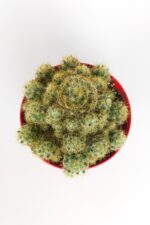 Mammillaria Prolifera Teksas Meme Kaktüsü krem rengi çiçek verir 8.5 cm kırmızı saksıda  - Görsel 3