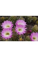Echinopsis Anastasia kaktüs muhteşem leylak-pembe çiçekler verir büyük boy 8.5 cm kırmızı saksıda  - Görsel 5