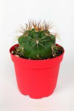 Gymnocalycium Marquezii Kaktüs Büyük Boy 8.5 cm Kırmızı Saksıda