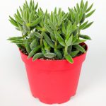Crassula Jade Mesembryanthemoides succulent with pink small flowers in 8.5 cm red pot