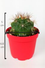 Gymnocalycium Marquezii Kaktüs Büyük Boy 8.5 cm Kırmızı Saksıda - Görsel 4