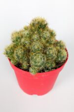Mammillaria Prolifera Teksas Meme Kaktüsü krem rengi çiçek verir 8.5 cm kırmızı saksıda  - Görsel 2