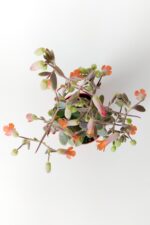 Bryophyllum Fedtschenkoi Kalanchoe Sukulent Lavanta Tarakları 8.5 cm Kırmızı Saksıda - Görsel 3