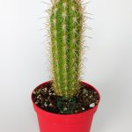 Pilosocereus Gounellei Column Cactus Special Species 8.5 cm in Red Pot