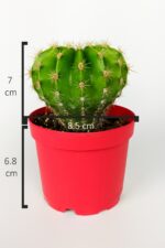 Echinopsis Anastasia kaktüs muhteşem leylak-pembe çiçekler verir büyük boy 8.5 cm kırmızı saksıda  - Görsel 4