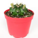 Gymnocalycium Mihanovichii white-flowering cactus large 8.5 cm in red pot 