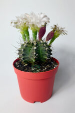 gymnocalycium mihanovichii