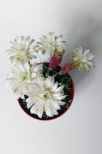 Gymnocalycium Mihanovichii beyaz çiçek veren kaktüs büyük boy 8.5 cm kırmızı saksıda  - Görsel 2