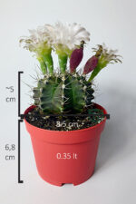 Gymnocalycium Mihanovichii beyaz çiçek veren kaktüs büyük boy 8.5 cm kırmızı saksıda  - Görsel 4