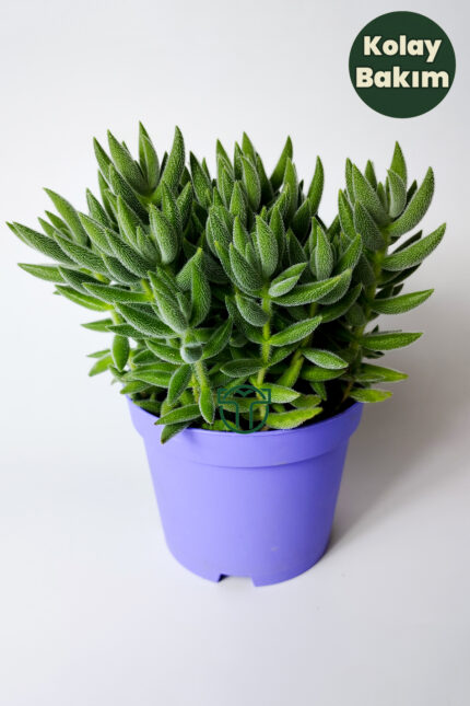 crassula-jade