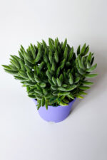 Crassula Jade Mesembryanthemoides kolay bakım sukulent 8.5 cm saksıda - Görsel 2