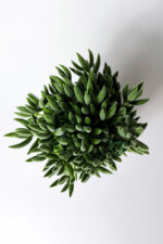 Crassula Jade Mesembryanthemoides kolay bakım sukulent 8.5 cm saksıda - Görsel 3