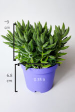 Crassula Jade Mesembryanthemoides kolay bakım sukulent 8.5 cm saksıda - Görsel 5
