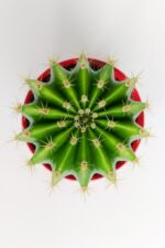 Echinopsis Anastasia kaktüs muhteşem leylak-pembe çiçekler verir büyük boy 8.5 cm kırmızı saksıda  - Görsel 3