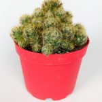 Mammillaria Prolifera Texas Breast Cactus produces cream flowers in 8.5 cm red pot 