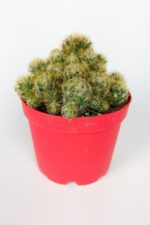 Mammillaria Prolifera Teksas Meme Kaktüsü krem rengi çiçek verir 8.5 cm kırmızı saksıda 