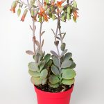 Bryophyllum Fedtschenkoi Kalanchoe Sukulent Lavanta Tarakları 8.5 cm Kırmızı Saksıda