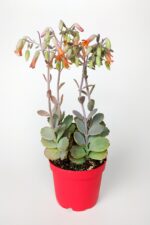 Bryophyllum Fedtschenkoi Kalanchoe Sukulent Lavanta Tarakları 8.5 cm Kırmızı Saksıda