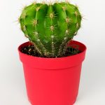 Echinopsis Anastasia cactus produces magnificent lilac-pink flowers large size 8.5 cm in red pot 