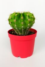 Echinopsis Anastasia kaktüs muhteşem leylak-pembe çiçekler verir büyük boy 8.5 cm kırmızı saksıda 