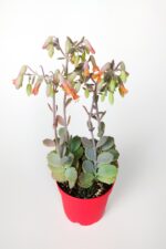 Bryophyllum Fedtschenkoi Kalanchoe Sukulent Lavanta Tarakları 8.5 cm Kırmızı Saksıda - Görsel 2