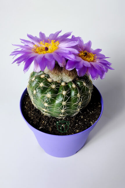 Natocactus Ubelmanianus mor çiçek verir