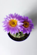 Natocactus Ubelmanianus Kaktüs Mor Çiçek Verir Nadir Tür - Görsel 2