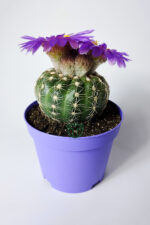 Natocactus Ubelmanianus Kaktüs Mor Çiçek Verir Nadir Tür - Görsel 3