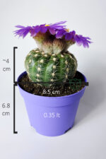 Natocactus Ubelmanianus Kaktüs Mor Çiçek Verir Nadir Tür - Görsel 5