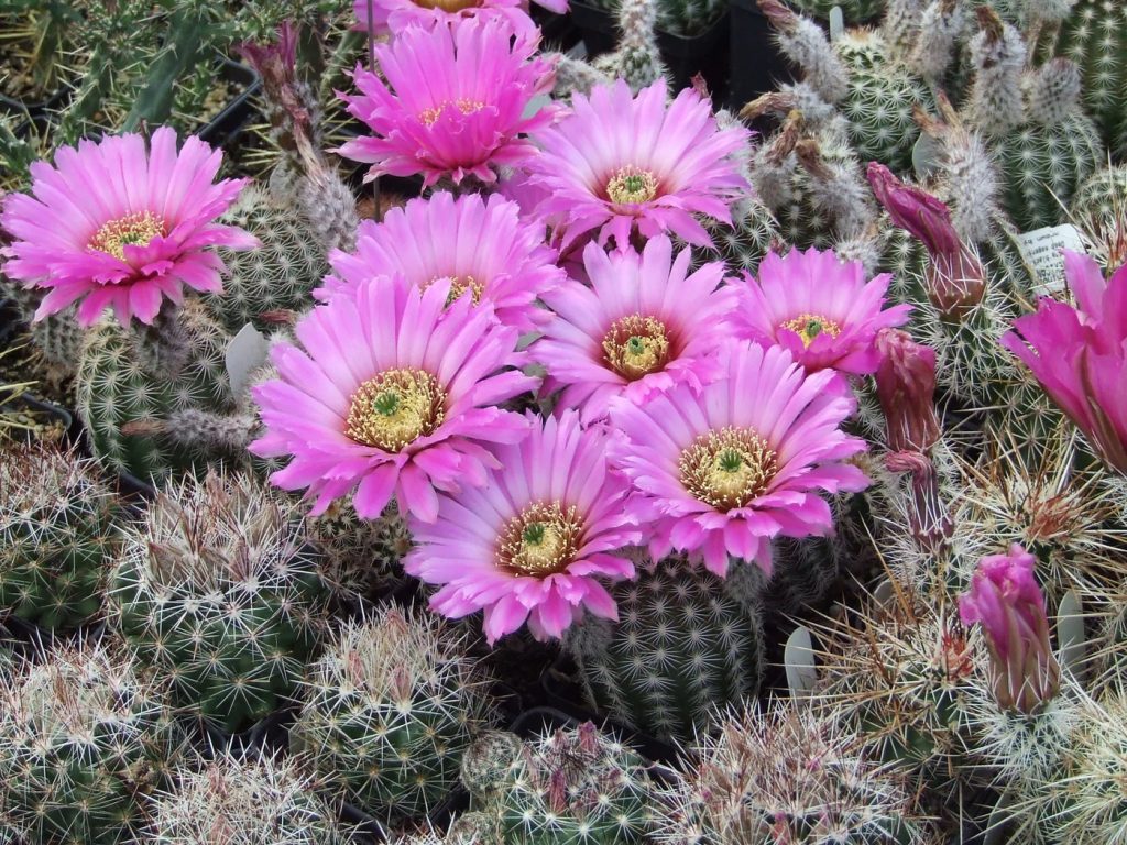 Echinocereus pectinatus pink blooming cactus