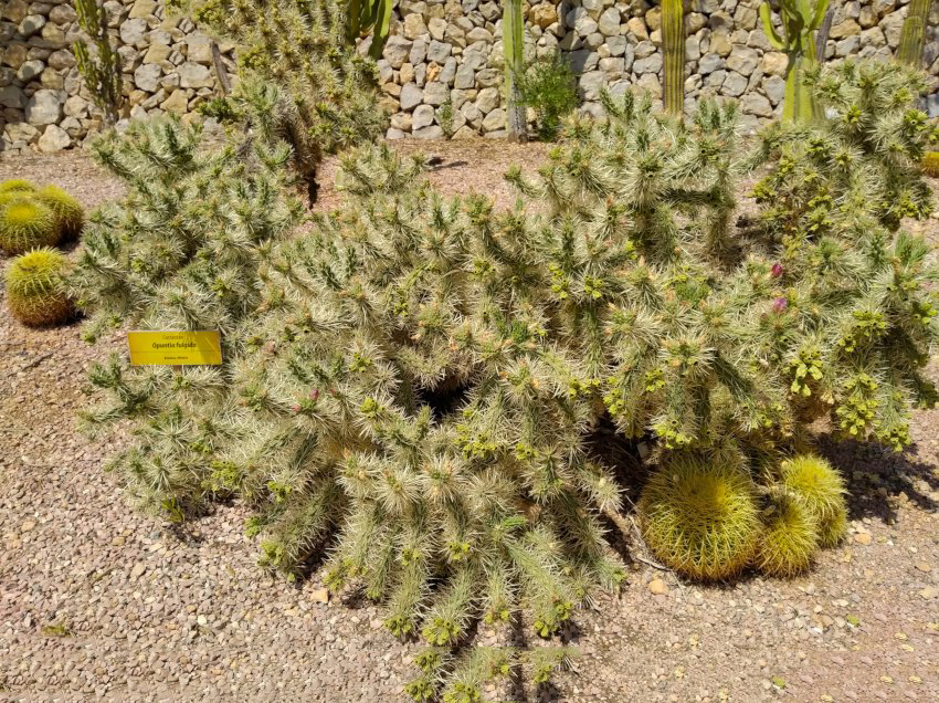 Cylindropuntia Whipplei rare cactus special species