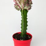 Euphorbia Lactea Cristata, grafted fan cactus, collection rare cactus, pink - green color