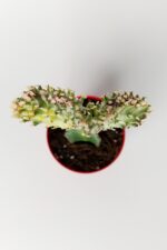 Euphorbia Lactea Cristata, aşılı yelpaze kaktüs, koleksiyon nadir kaktüs, beyaz - açık yeşil renkte - Görsel 3