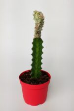 Euphorbia Lactea Cristata, aşılı yelpaze kaktüs, koleksiyon nadir kaktüs, beyaz - açık yeşil renkte - Görsel 4