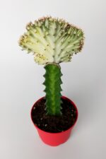 Euphorbia Lactea Cristata, aşılı yelpaze kaktüs, koleksiyon nadir kaktüs, beyaz - açık yeşil renkte - Görsel 2