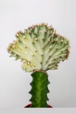 Euphorbia Lactea Cristata, aşılı yelpaze kaktüs, koleksiyon nadir kaktüs, beyaz - açık yeşil renkte - Görsel 5