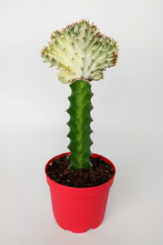 Euphorbia Lactea Cristata Grafted Cactus