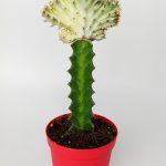 Euphorbia Lactea Cristata, grafted fan cactus, collection rare cactus, white - light green color