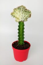 Euphorbia Lactea Cristata, aşılı yelpaze kaktüs, koleksiyon nadir kaktüs, beyaz - açık yeşil renkte