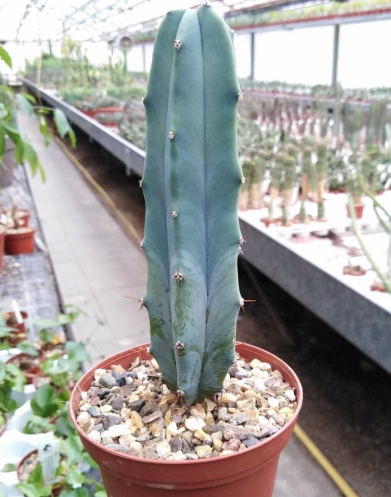 blue cactus