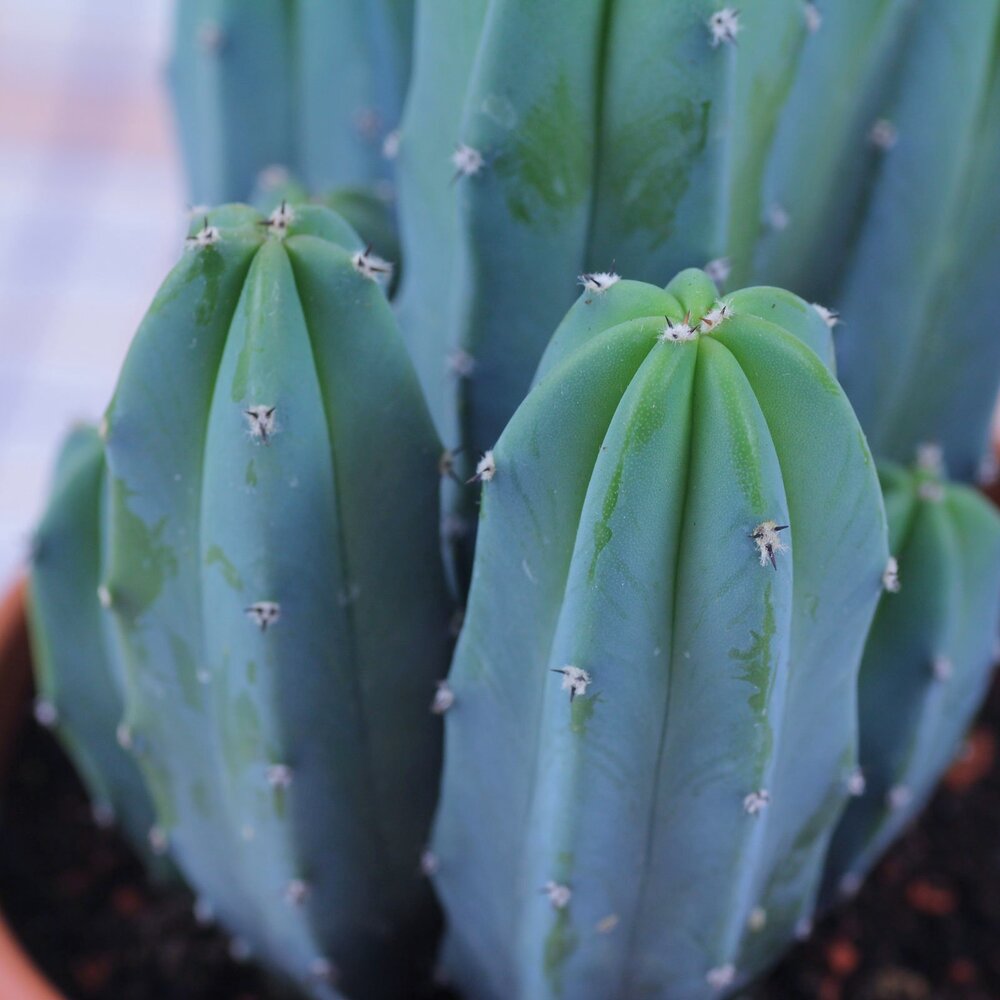 blue column cactus