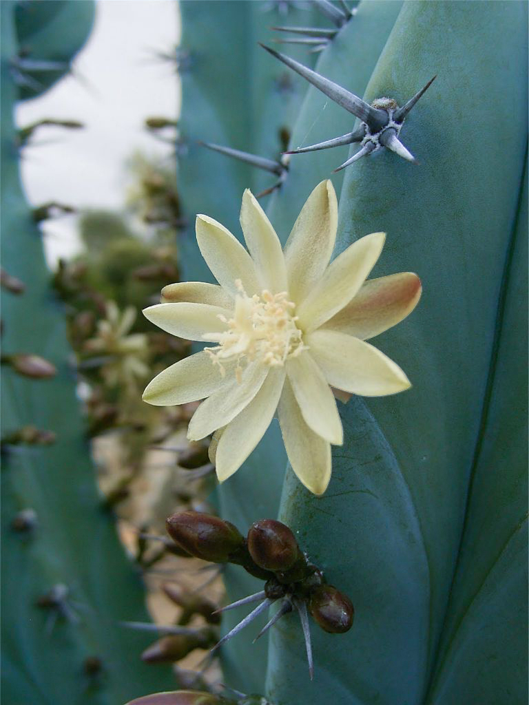 blue cactus flower