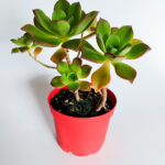 Buy Aeonium Haworthii succulent in 8.5 cm red pot