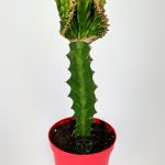 Euphorbia Lactea Cristata, grafted fan cactus, collection rare cactus, green - pink 8.5 cm