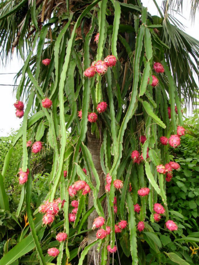 Where does dragon fruit grow in Turkey?