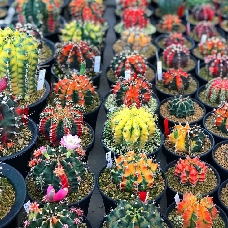 wie lange überlebt ein kaktus ohne wasser Tipps zur Pflege deiner Pflanze : Cactus – PflanzenFuerAlle