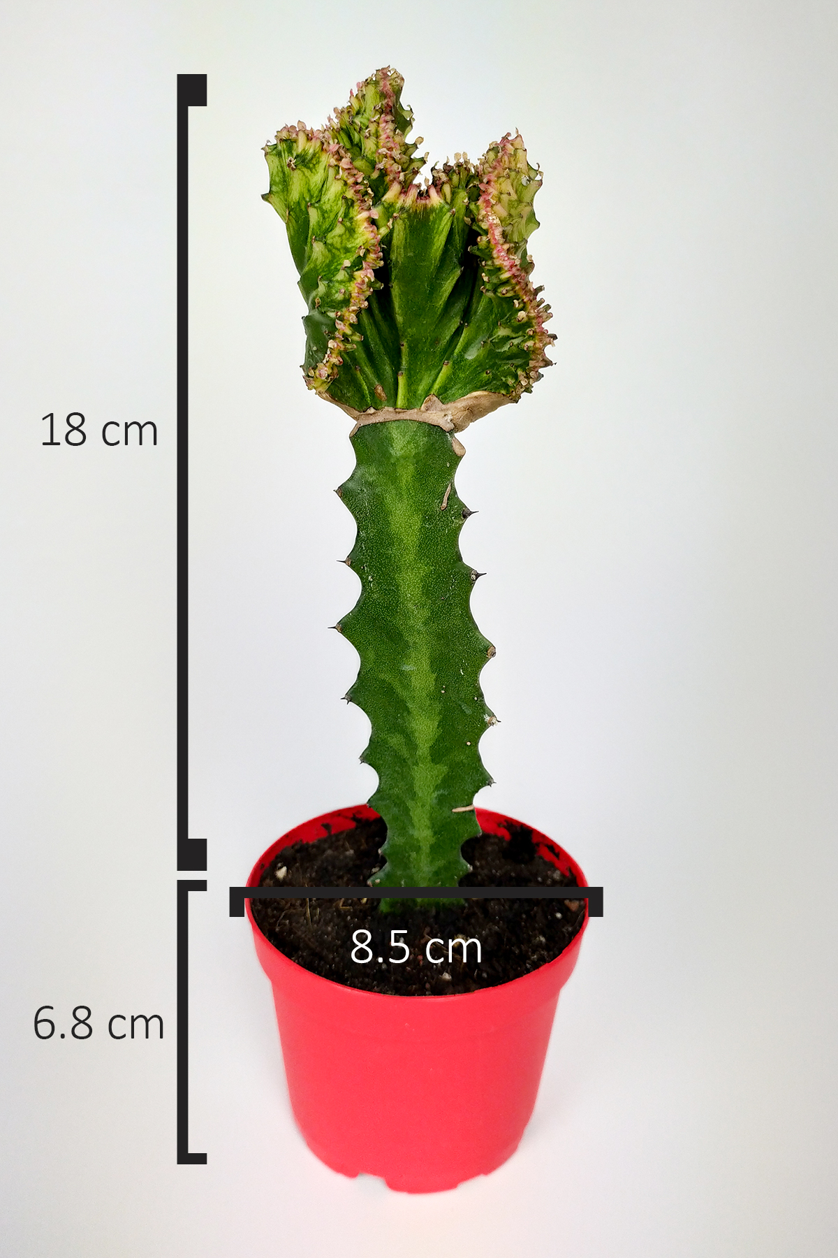 Grafted Collection Cactus