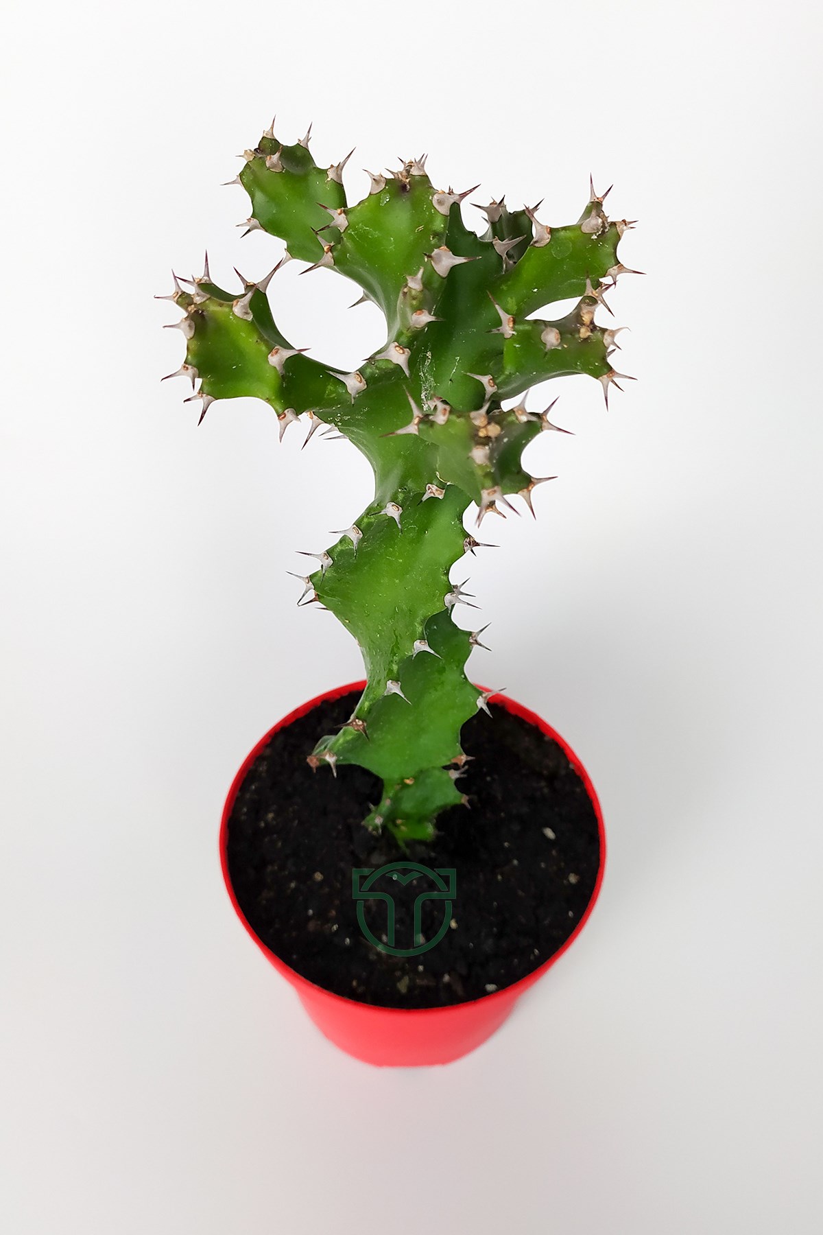 Euphorbia Tortilis Bakımı